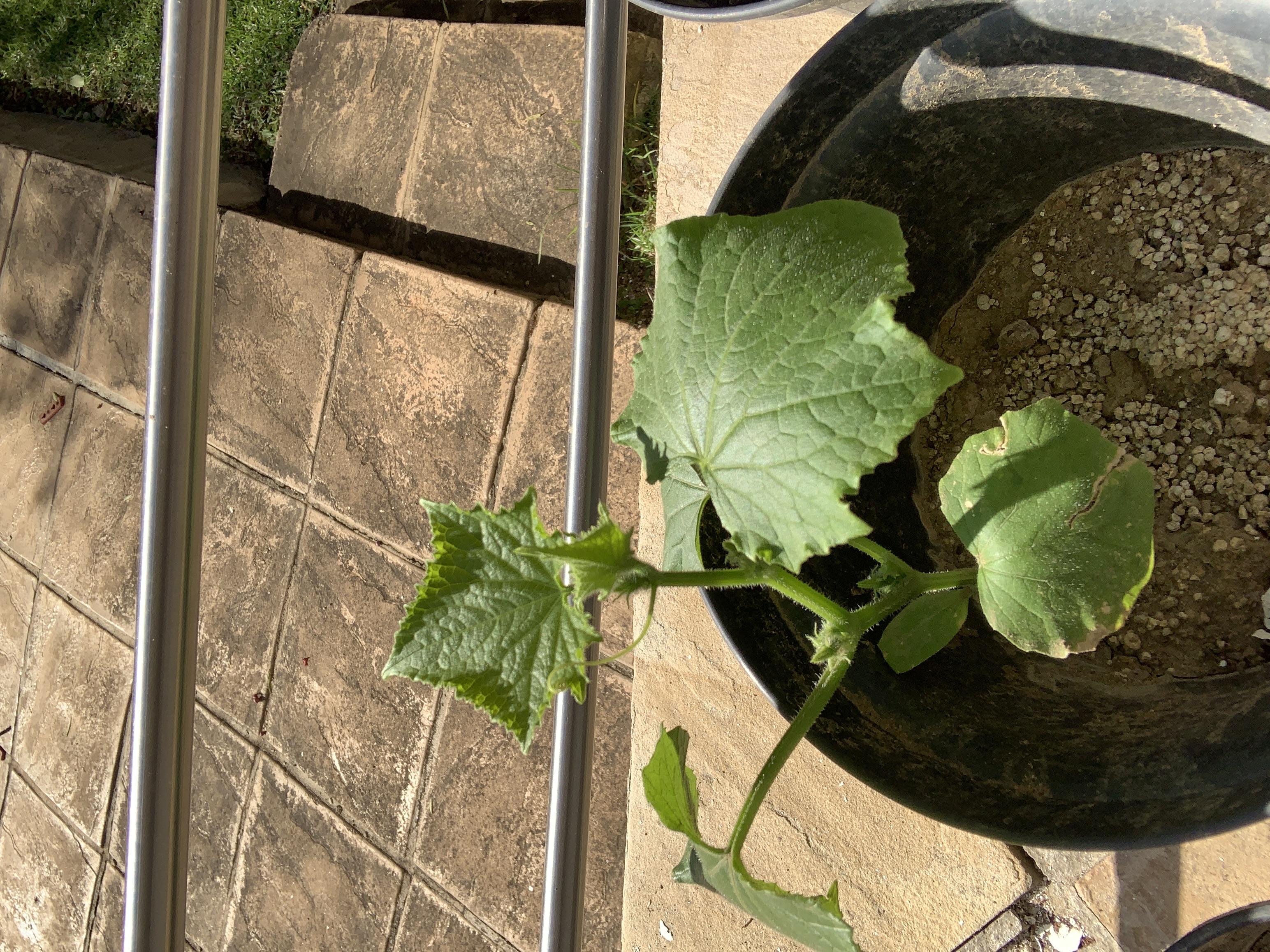 Early-phase cucumber plant
